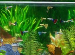 Zenquaria: Virtual Aquarium (WII)   © Nintendo 2010    1/2
