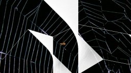 Spider Evader (X360) &nbsp; &copy; SRH 2009 &nbsp;  2/3