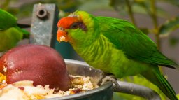 Parrot Paradise: Lorikeets (X360)   © Shaun Quaintance 2011    2/3