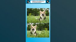 <a href='https://www.playright.dk/info/titel/train-your-brain-spot-the-difference-with-dog-photos'>Train Your Brain! Spot The Difference With Dog Photos</a>    98/99