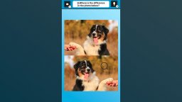 <a href='https://www.playright.dk/info/titel/train-your-brain-spot-the-difference-with-dog-photos'>Train Your Brain! Spot The Difference With Dog Photos</a>    97/99