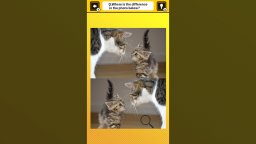 Train Your Brain! Spot The Difference With Cat Photos (NS)   © Mask 2024    1/4