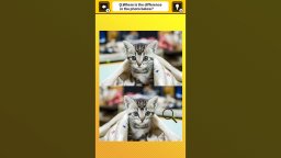 Train Your Brain! Spot The Difference With Cat Photos (NS)   © Mask 2024    3/4