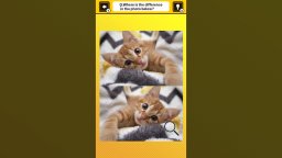 Train Your Brain! Spot The Difference With Cat Photos (NS)   © Mask 2024    4/4