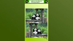 Super Kawaii! Finding Mistakes In Panda Photos (NS)   © Mask 2024    3/4