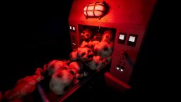 Dollmare (NS)   © Feardemic 2025    3/6